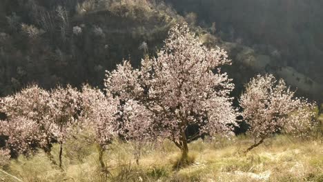 vista de la ladera de la flor de sakura desde arriba