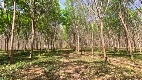 aerial footage captures a serene rubber tree farm in phuket, thailand, with sunlight filtering through the canopy