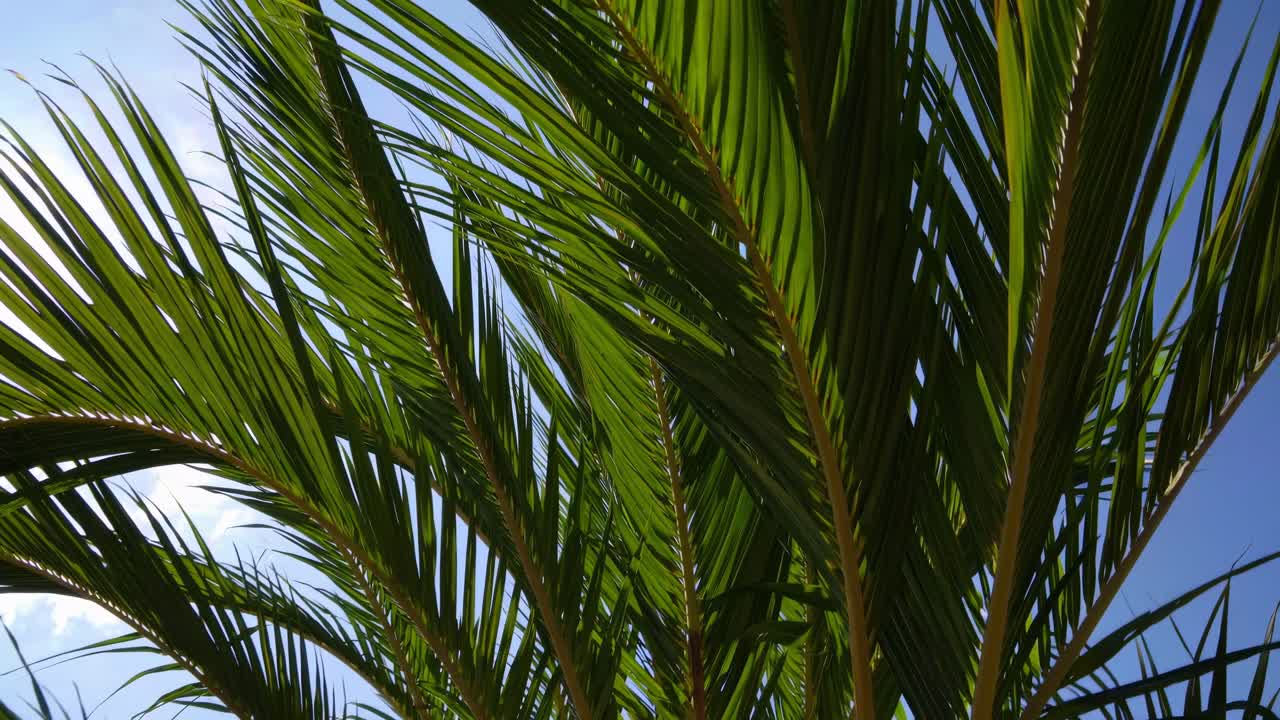 Ripresa video dal basso di foglie di palma contro un cielo blu sereno, che cattura un'atmosfera tropicale e serena