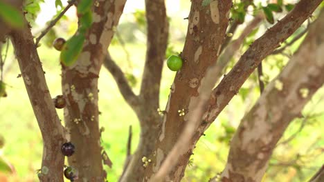 Nahaufnahme-Eines-Grünen-Jaboticaba-Jungbaums-Mit-Blüten,-Die-In-Der-Saison-Zu-Blühen-Beginnen,-Früchte-Plinian-Grapelike