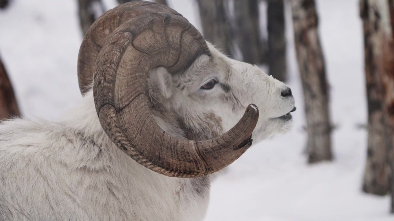 Kanada'da karlı doğada Yukon Dall koyunları ve büyük boynuzlu koyunlar. Yakın çekim.