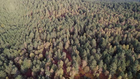 dronebeelden op hoog niveau die over een baldakijn van inheemse bomen, weg en bos met groene en oranje herfstkleuren pannen bij zonsopgang bij loch kinord, muir of dinnet nationaal natuurreservaat, schotland