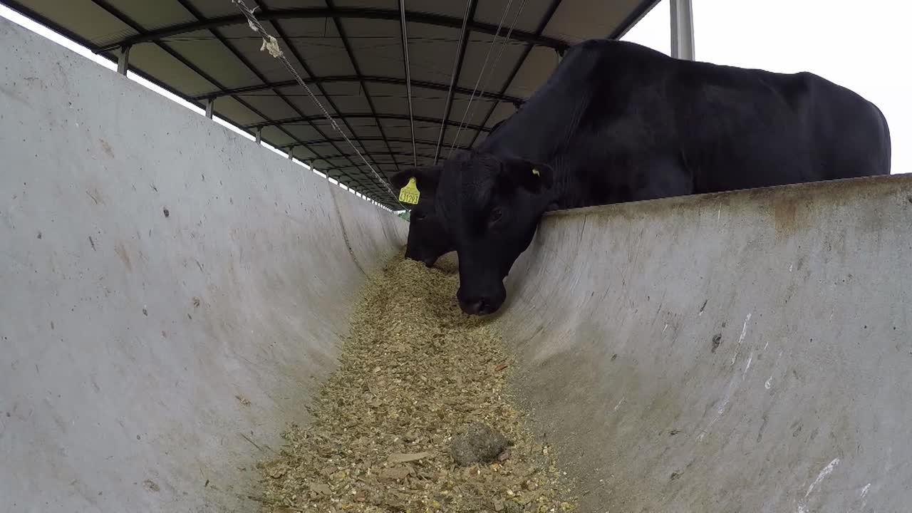 Weary Black Dexter Cattle Eat Feed from Farm Shed Trough, Low Angle