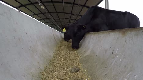 weary black dexter cattle eat feed from farm shed trough, low angle