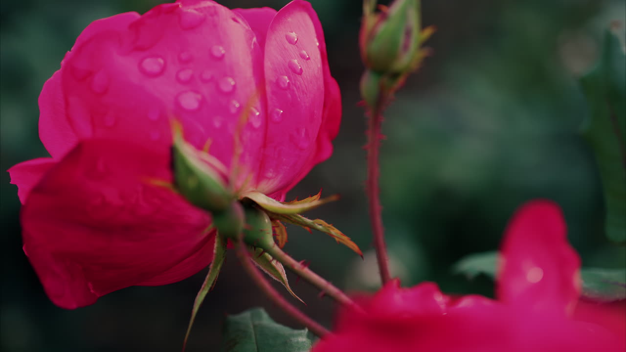 Close up of pink roses with water drops in a garden