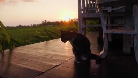 a peaceful rural sunset with a cat strolling on a wooden deck