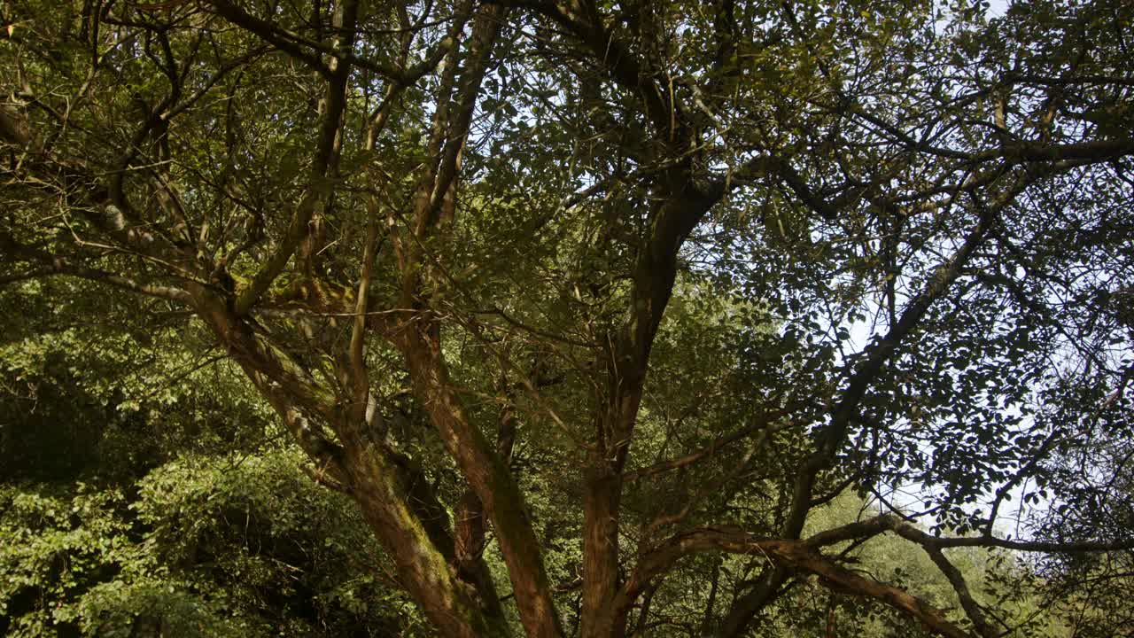 agua reflejada en los árboles en el vado de scow brook en la presa de agua de carsington