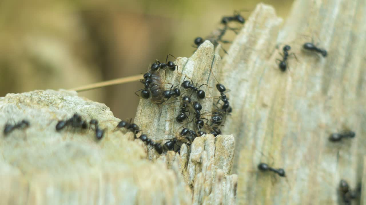Silky ants move on the nest, anthill with silky ants in spring, work and life of ants in an anthill, sunny day, closeup macro shot, shallow depth of field