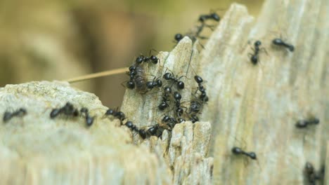 Seidenameisen-Bewegen-Sich-Auf-Dem-Nest,-Ameisenhaufen-Mit-Seidenameisen-Im-Frühling,-Arbeit-Und-Leben-Von-Ameisen-In-Einem-Ameisenhaufen,-Sonniger-Tag,-Nahaufnahme,-Geringe-Schärfentiefe