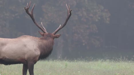 Large-mature-bull-Elk-in-meadow