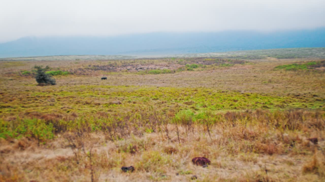 Uno scatto grandangolare di un raro rinoceronte bianco in via di estinzione che attraversa la vasta savana del cratere di Ngorongoro, Africa, uno dei soli 18 individui reintrodotti, un avvincente esempio di conservazione della fauna selvatica.