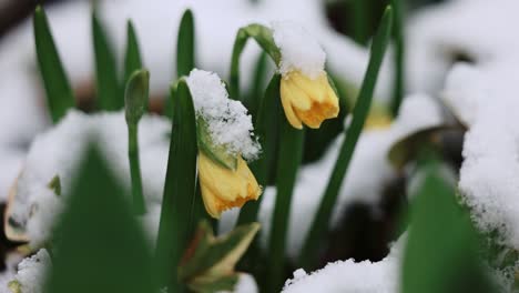 spring flowers opening under snow