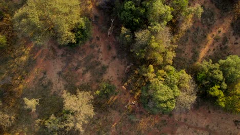 Incredible-aerial-top-down-view-of-three-giraffes-walking-in-African-bush-at-sunset