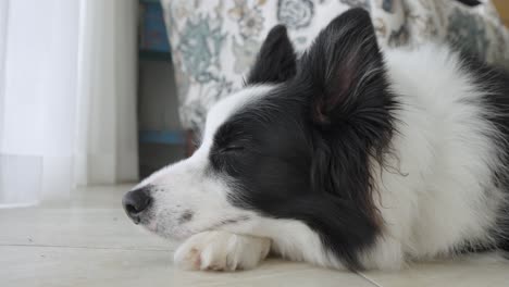 close up footage of a cute black and white border collie dog laying down resting inside house, gazing out of the window.