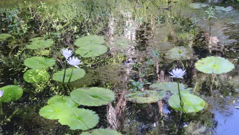 time-lapse of water lilies in a serene pond