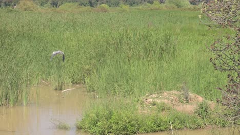 Garza-Púrpura-Gris-Y-Blanca-En-La-Orilla-De-Un-Río-Tomando-Vuelo-En-Un-Día-Soleado