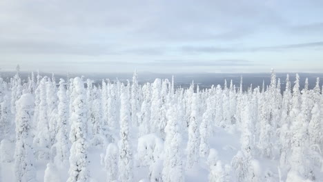 aerial view of snowy forest raising up to reveal open winter landscape of palla-yllas national park in lapland finland