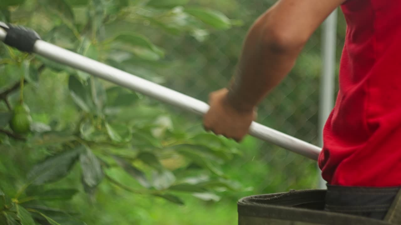 SLOW MOTION DETAIL SHOT OF AVOCADO FARMER CUTTING DOWN AVOCADOS FORM A TREE
