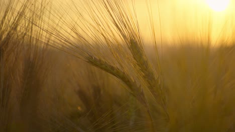 Close-up-of-a-wheat-field-at-sunset