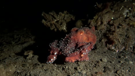 big female octopus at night