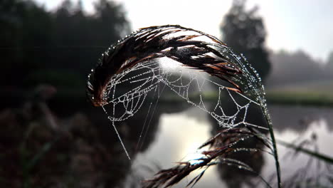 spinnennetz mit wassertropfen auf einem blatt, mit verschwommenem hintergrund