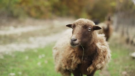 a brown sheep walks towards the camera