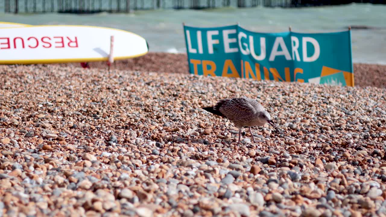 Herring gull walking on pebbled beach