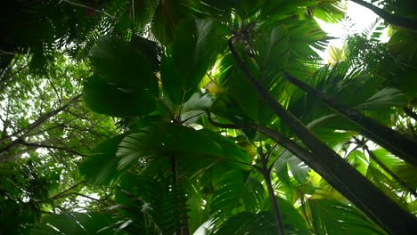 video of incredible plants from a botanical garden in victoria on mahe island in seychelles