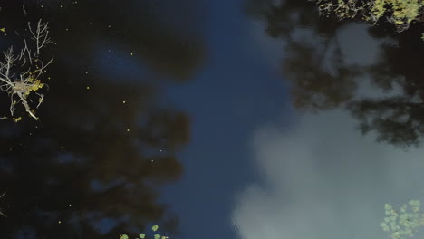 toma aérea de drones volando sobre el pequeño lago en el bosque en la temporada de otoño