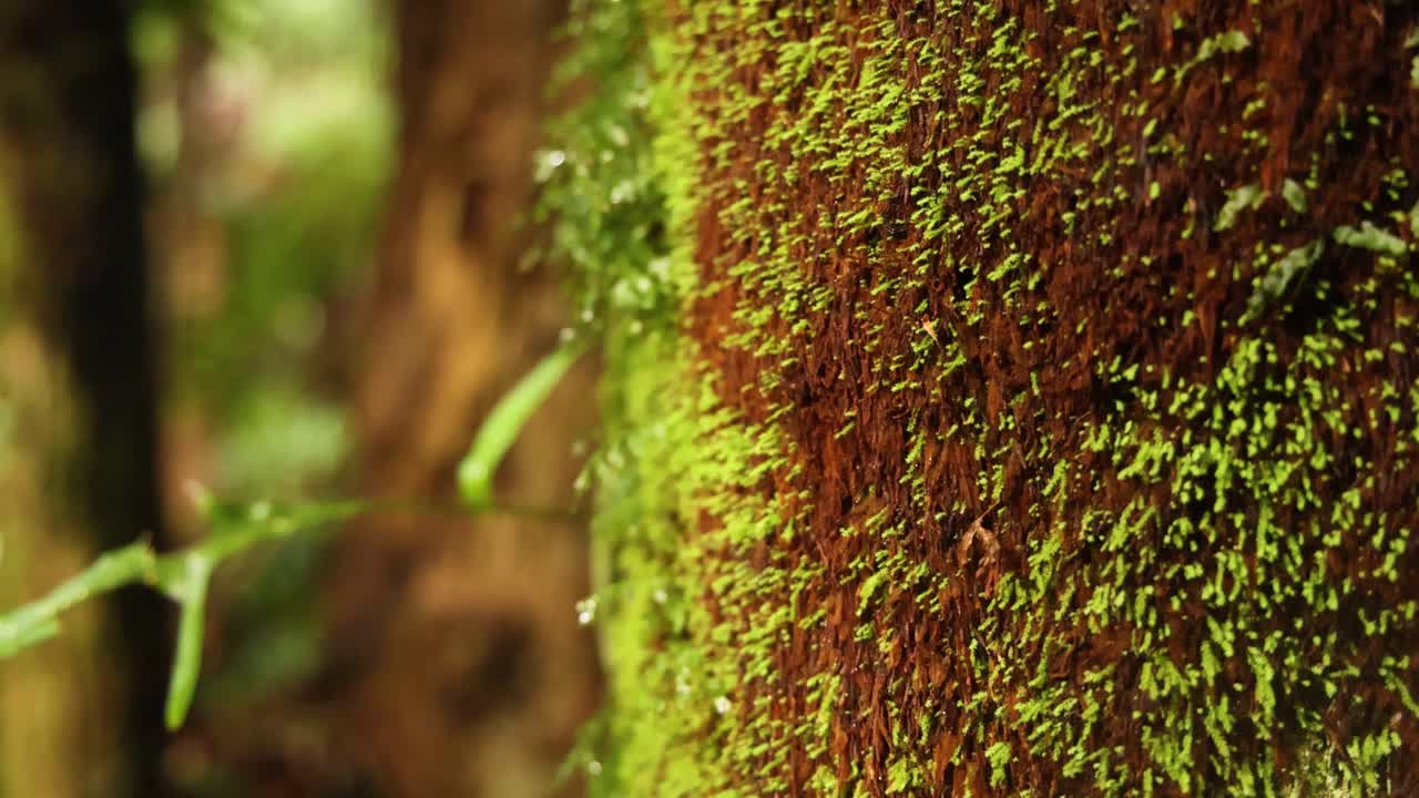 나무 줄기 에 있는 모스 의 클로즈업