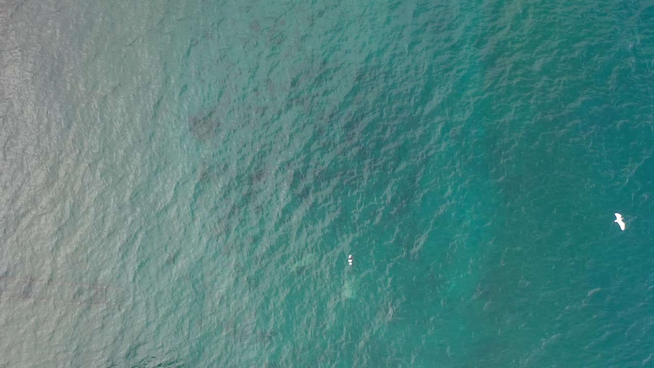 Vista aerea zenitale con drone sull'acqua di mare turchese della spiaggia di Palmar de Ocoa e gabbiani.
