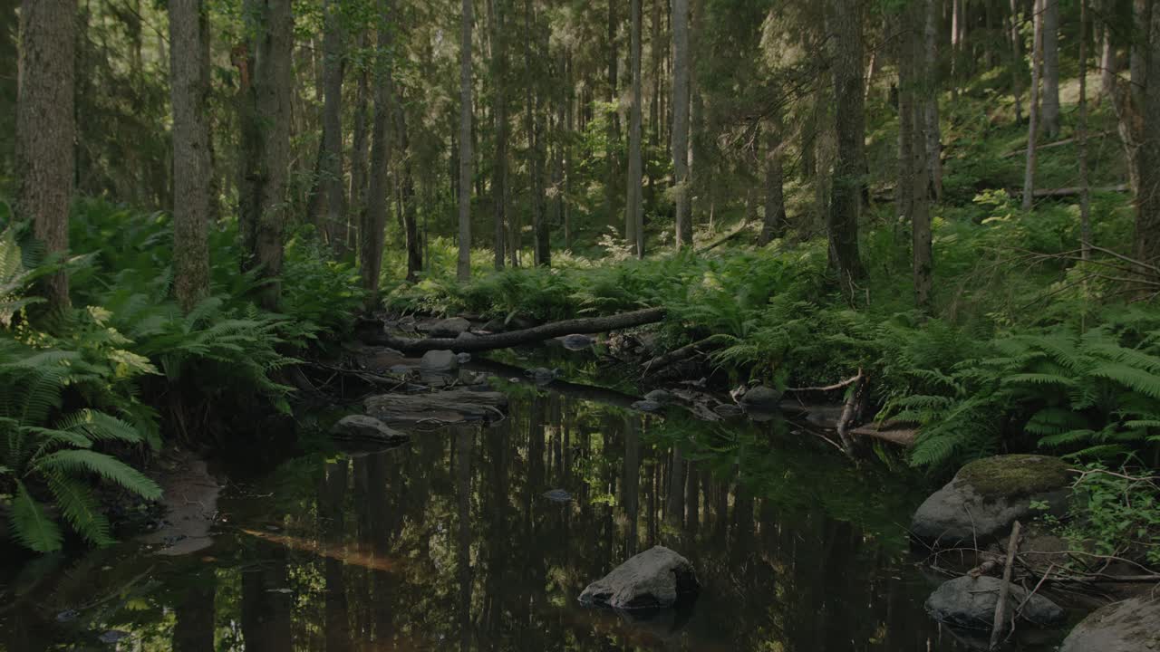 울창한 숲의 풍경