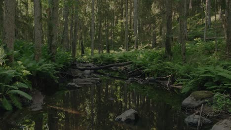 lush forest scene
