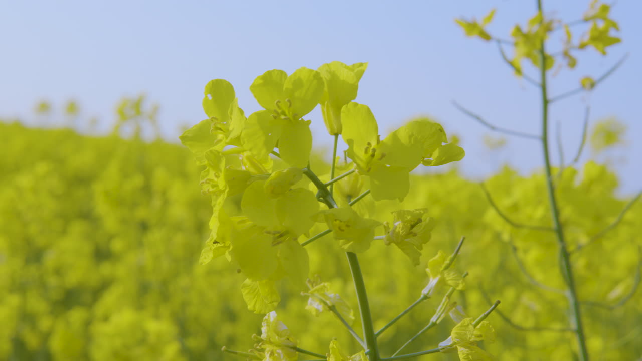 el campo de colza amarilla se balancea suavemente en la brisa, primer plano de la flor