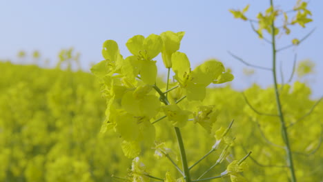 yellow rapeseed field sway gently in breeze, close-up on flower