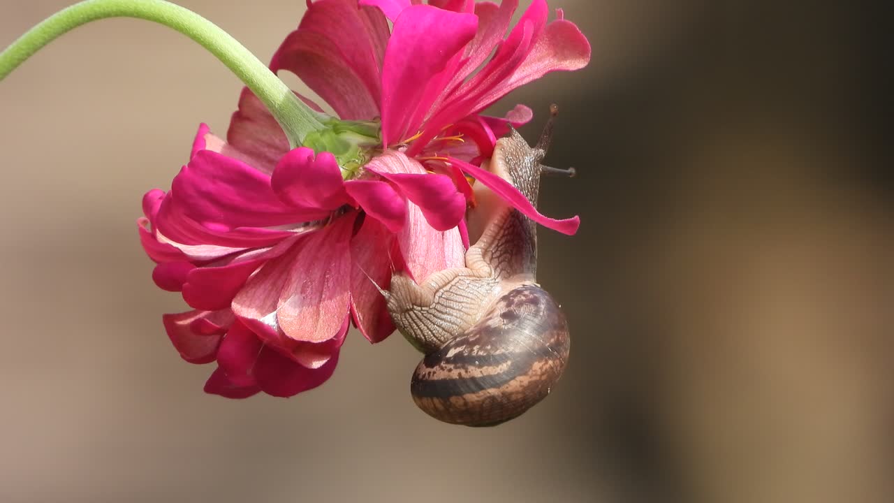 caracol en flor zinnia - caminando