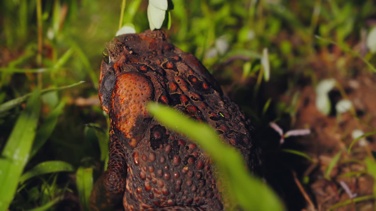 Top view of cane toad with Wrought skin its blends into forest floor in Peru Amazon, shown in vivid closeup.