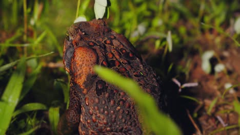 top view of cane toad with wrought skin its blends into forest floor in peru amazon, shown in vivid closeup.