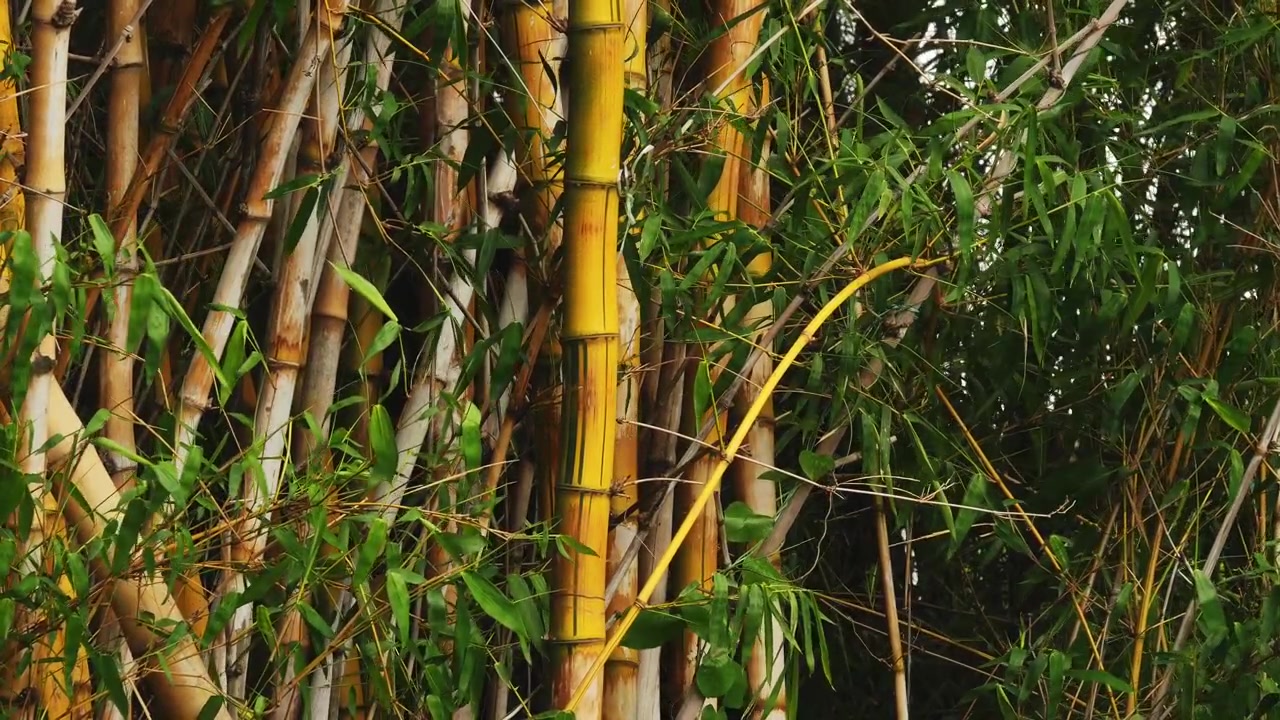 Fitto gruppo di canne di bambù mature circondato da un fresco fogliame verde, che crea una ricca texture di bosco tropicale alla luce naturale del giorno