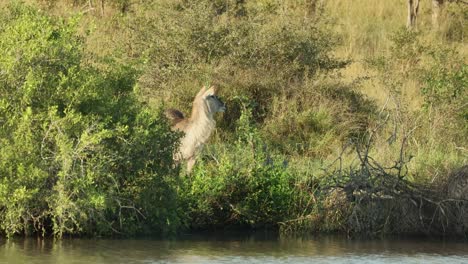 a female waterbuck turning her head to check her surroundings while standing at the river's edge, kruger national park.
