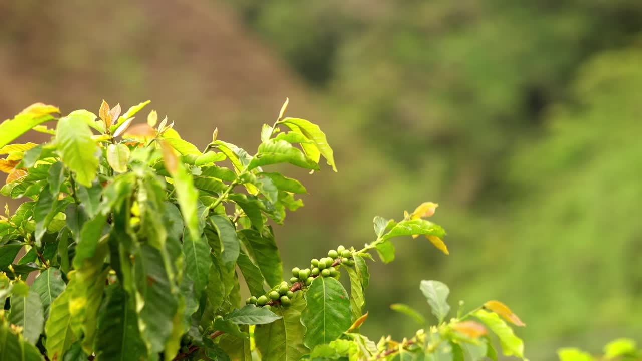 Wide view of a plant of coffee with green beans.
