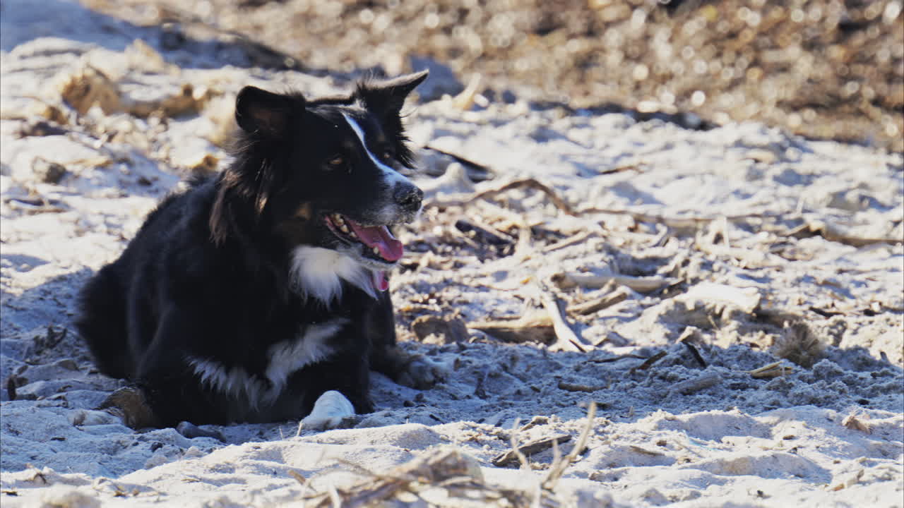 Close up of a black and white dog relaxing on the beach