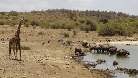 Giraffe-Nähert-Sich-Wasserloch,-Während-Büffel-In-Trockener-Landschaft-Stehen,-Um-Sich-Abzukühlen