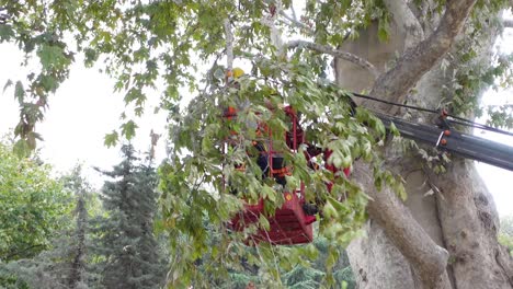 dos trabajadores en un ascensor recortan un árbol