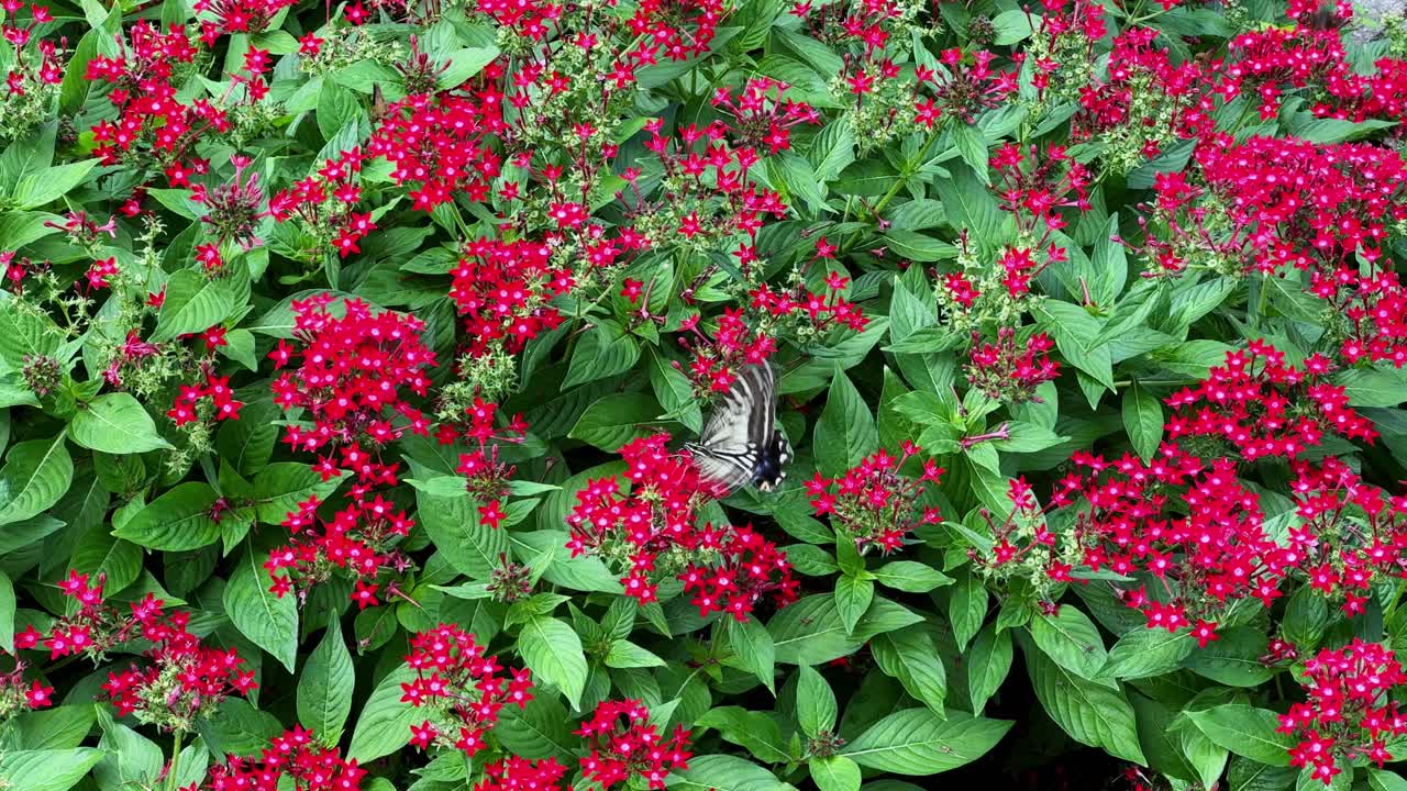Butterfly rests on bright red flowers in a lush garden surrounded by green leaves