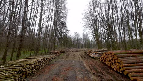 stacked logs in polish woodland, felled trees for timber trade