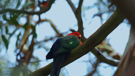 Australischer-Königspapagei-In-Einem-Baum-In-Australien