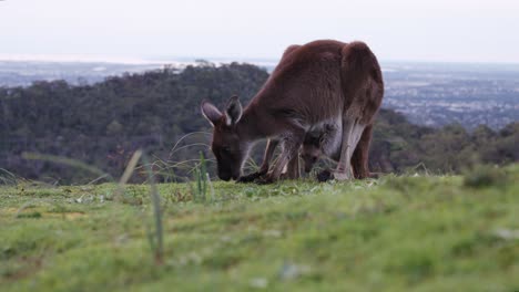 un canguro con un lindo bebé joey come hierba en las colinas de adelaide, australia del sur