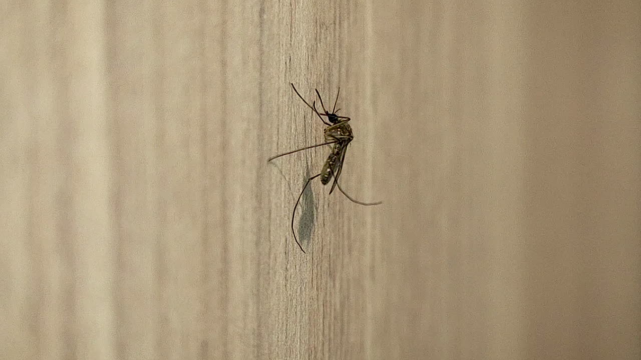 Inseto mosquito descansando na parede com detalhe macro e sombra, destacando os conceitos de controle de pragas, higiene, transmissão de doenças e ambiente de vida interno.