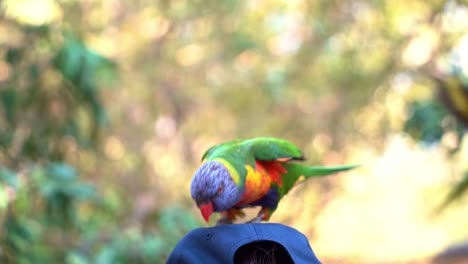 A-wild-and-beautiful-rainbow-lorikeet-,-spotted-perching-and-chattering-atop-a-person's-head,-spread-its-wings-and-fly-away,-slow-motion-close-up-shot